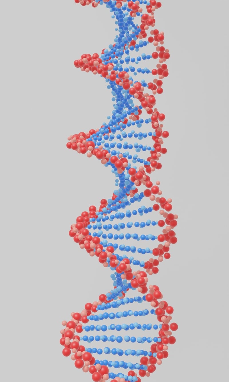 DNA Molecule